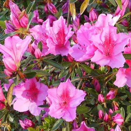 Gasthof Quinta Leiras - Rubiães *