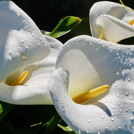 Quinta Leiras - Rubiães Gasthof