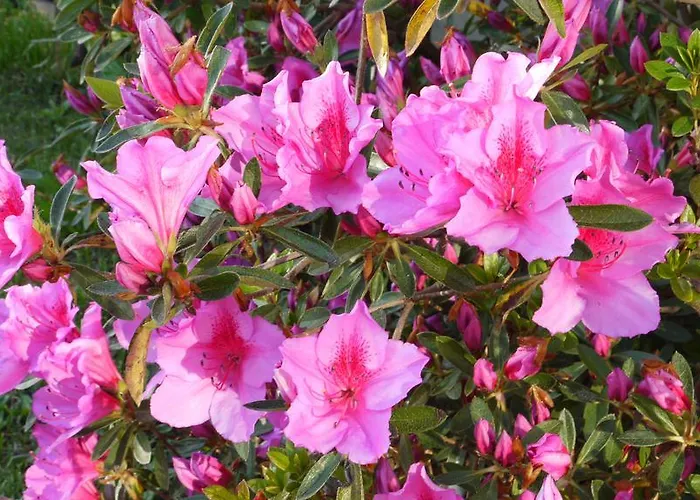 Gæstehus Quinta Leiras - Rubiaes *