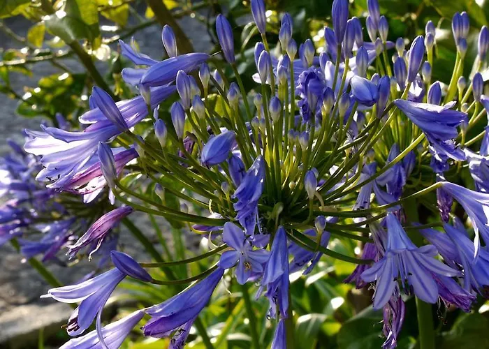 Quinta Leiras - Rubiaes