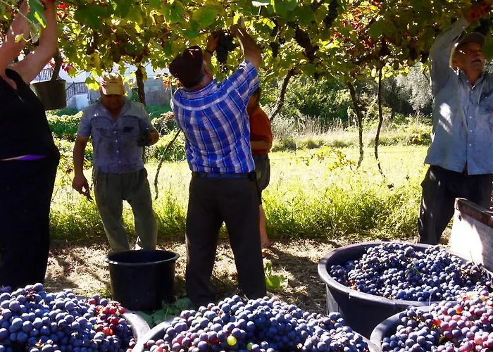 Quinta Leiras - Rubiaes باريديس دي كورا