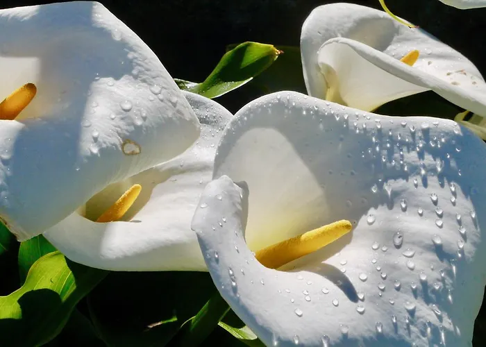 Quinta Leiras - Rubiaes Gæstehus